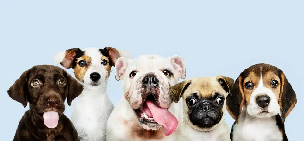 Honden