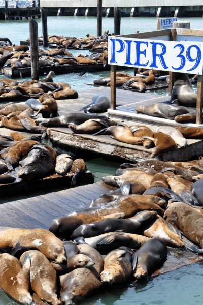 Pier 39