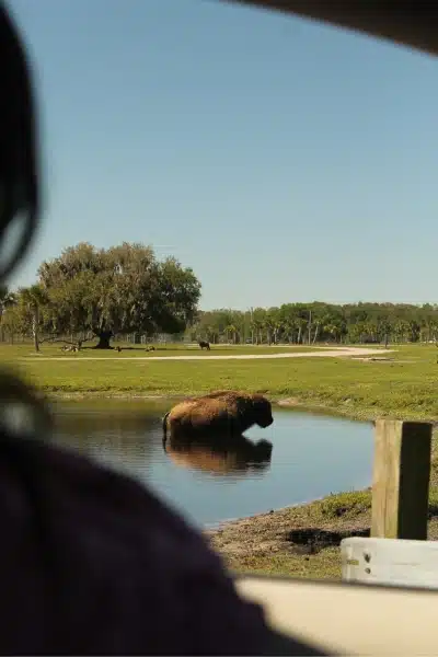Wildlife Florida