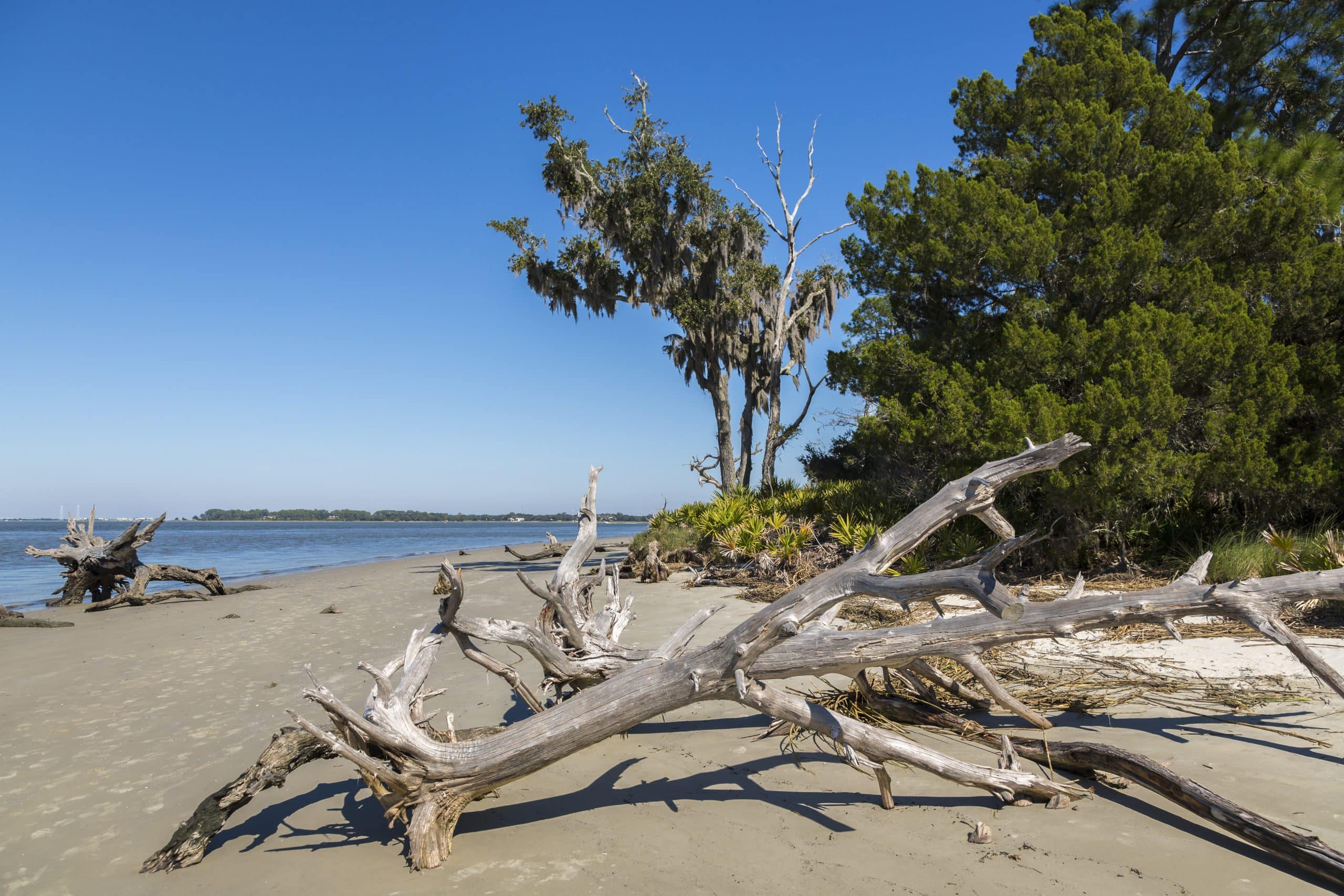 Strand met dode bomen op Jekyll Island, Georgia