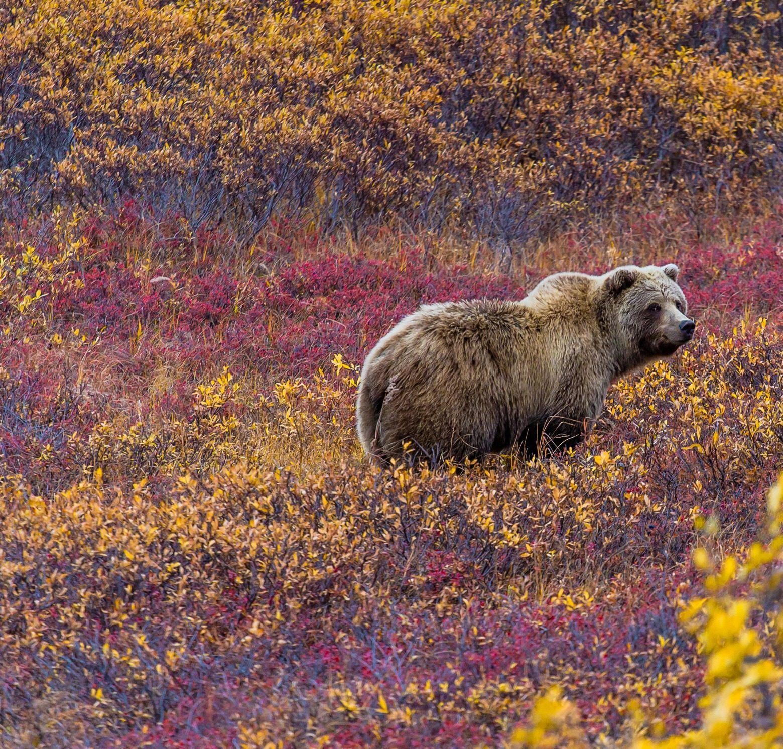 Grizzlybeer in Denali National Park Alaska