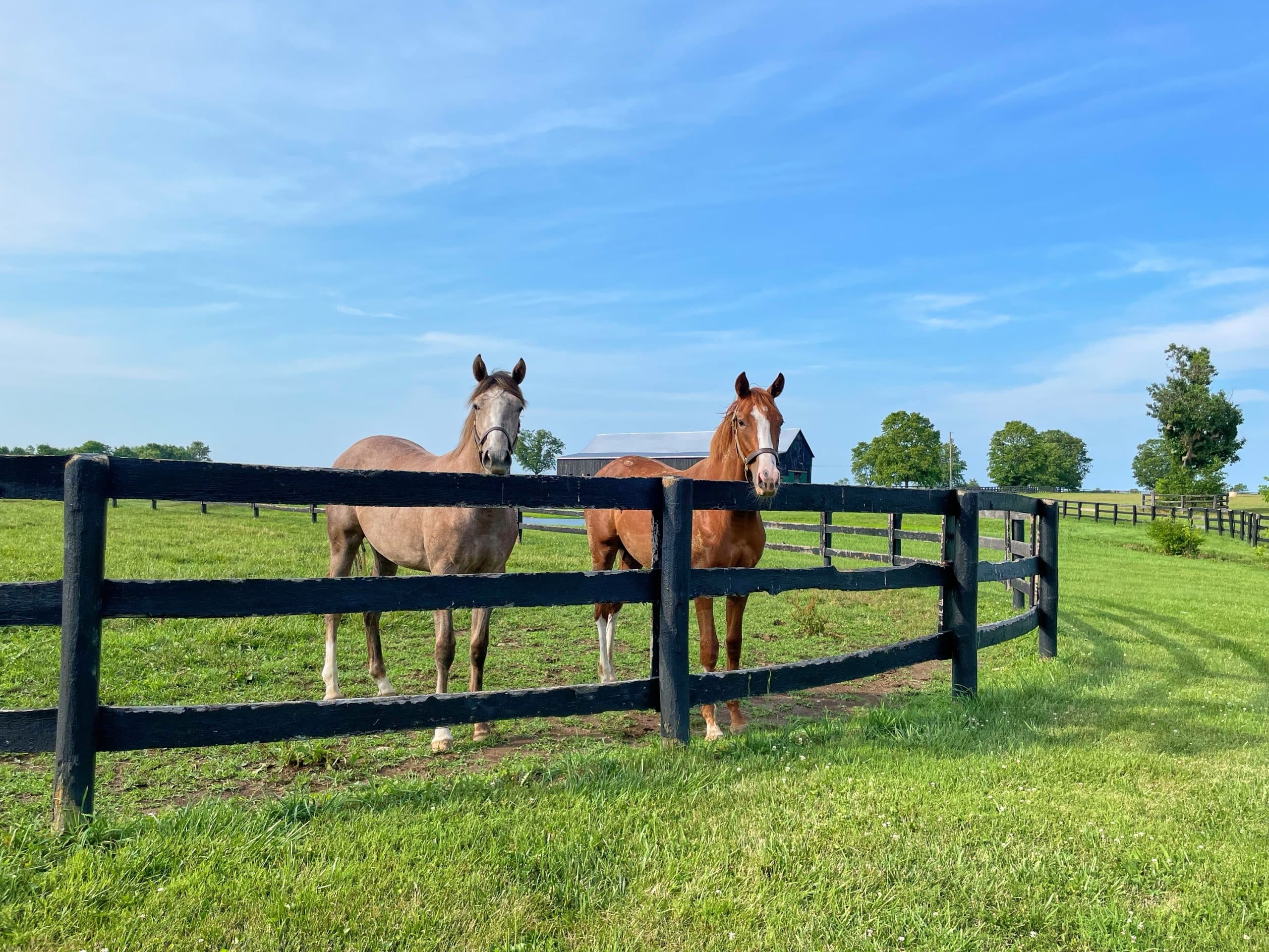 Weiland met paarden in Lexington, Kentucky