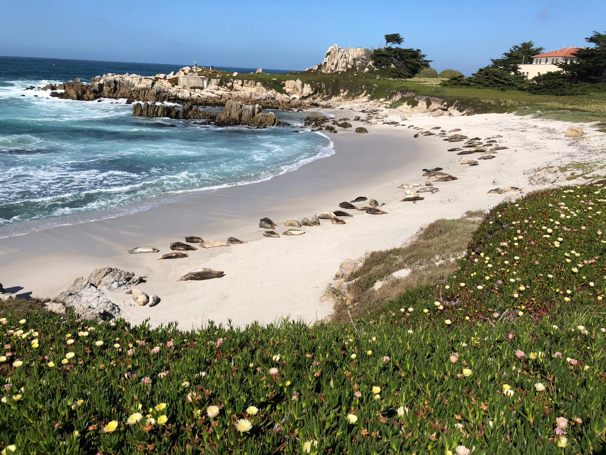 Zeehonden op strand bij Monterey, Californië