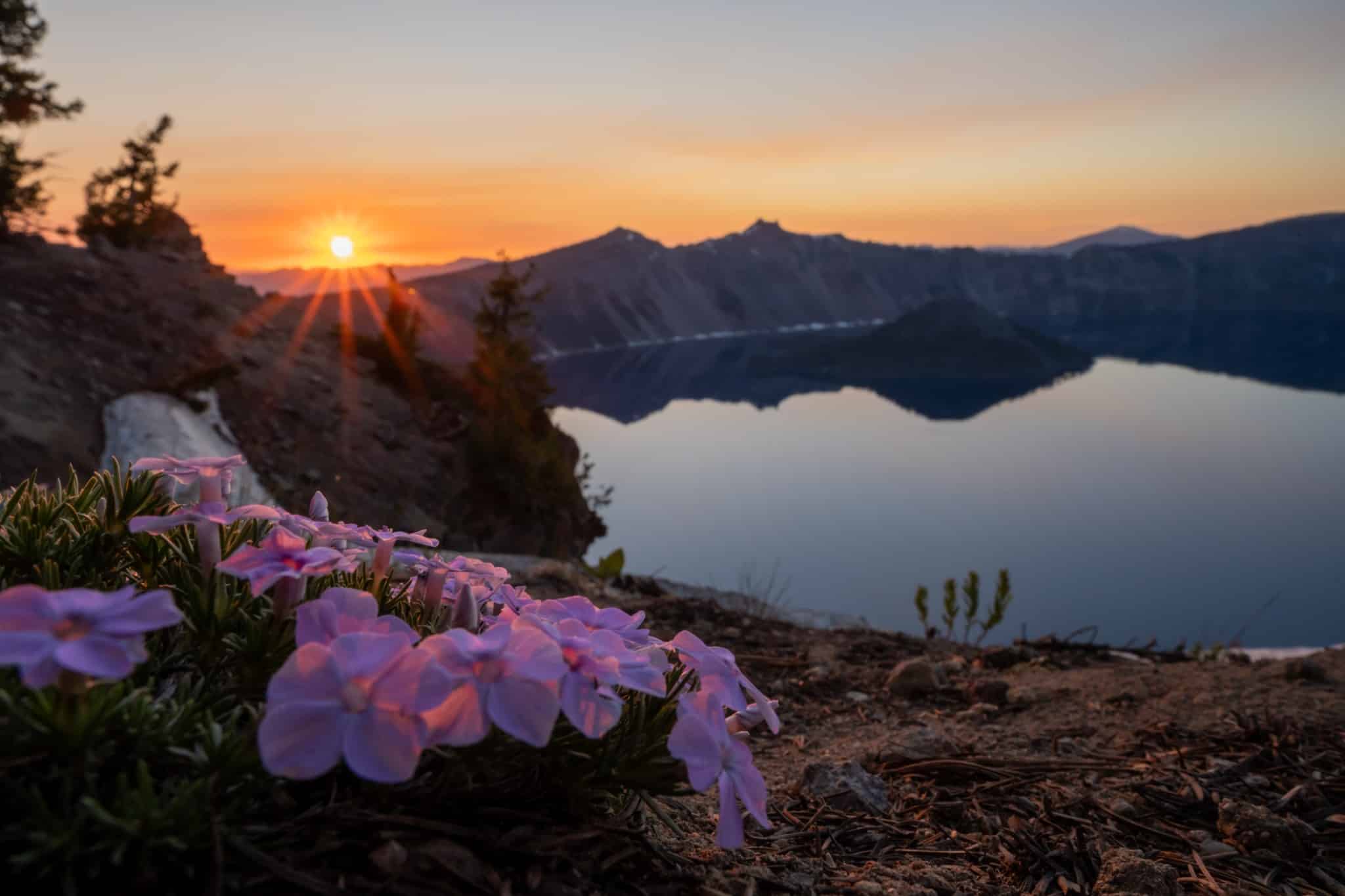 Bloemen bij zonsopkomst in Crater Lake National Park, Oregon