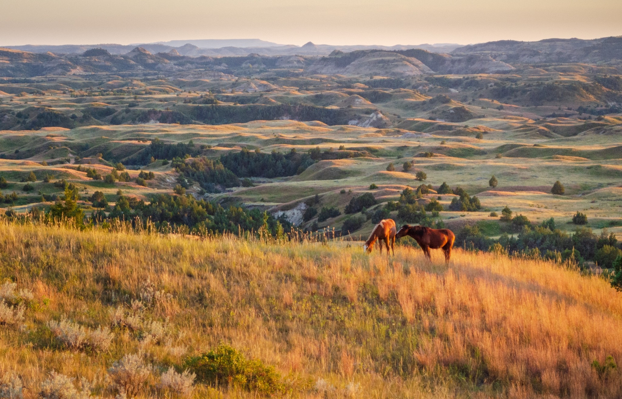 Medora North Dakota Badlands met wilde paarden