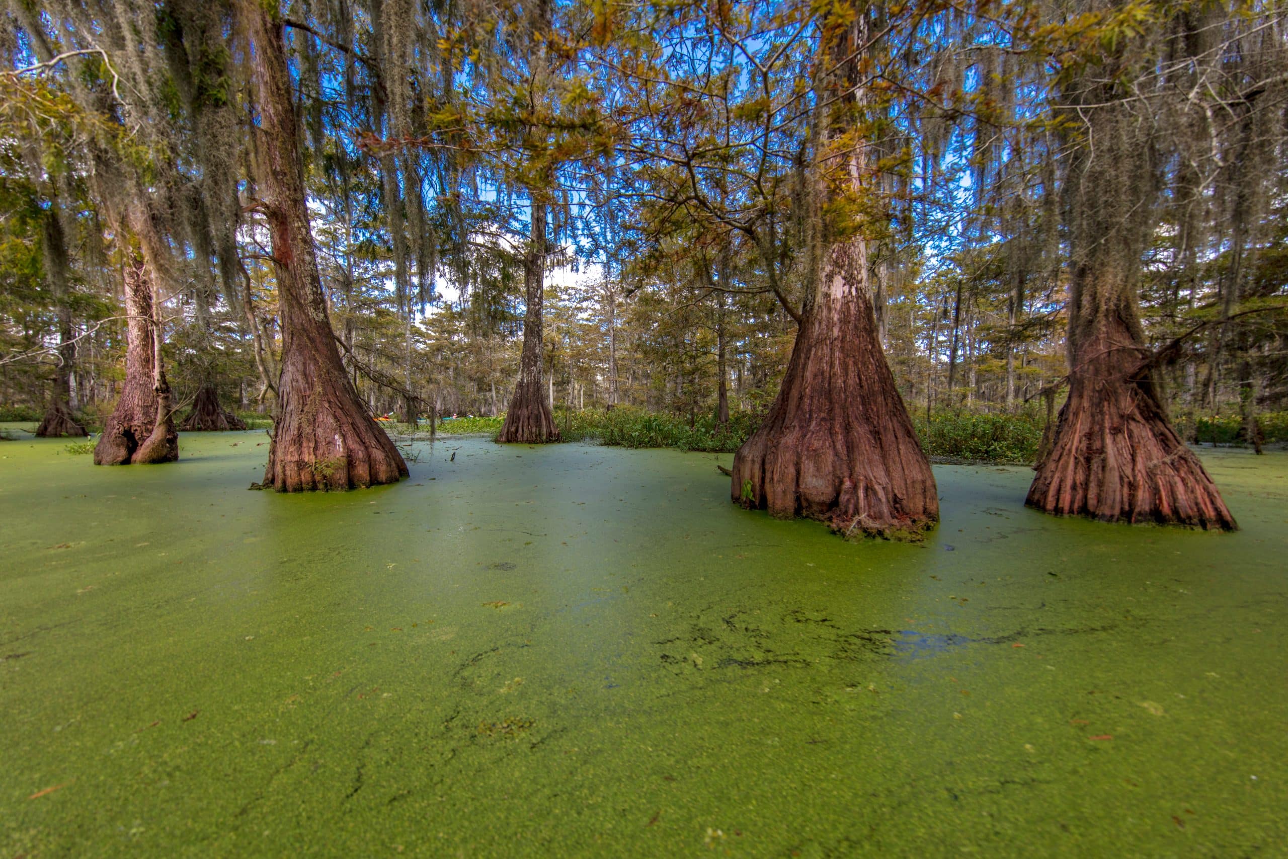 Moeras met cipressen in Lafayette, Louisiana
