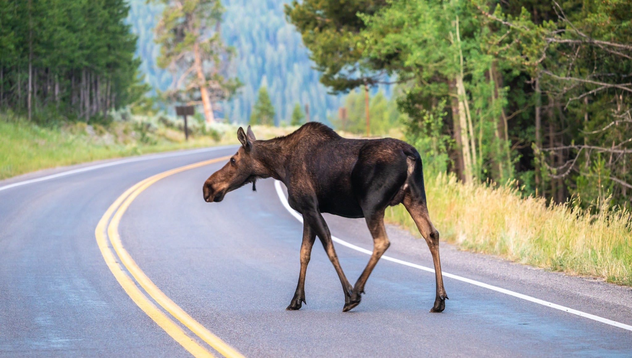 Eland steekt weg over Teton Village National Park Wyoming
