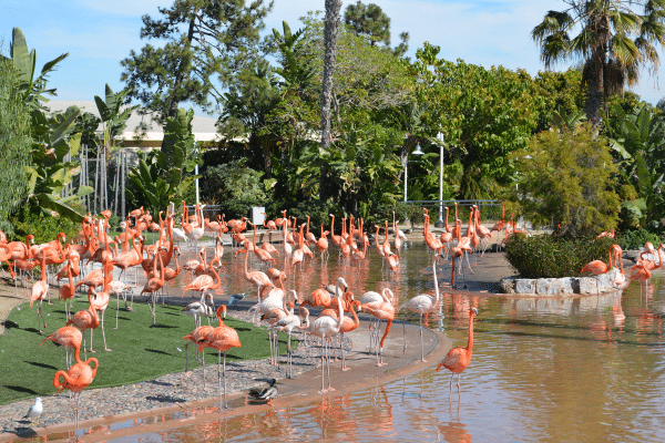 Flamingo 