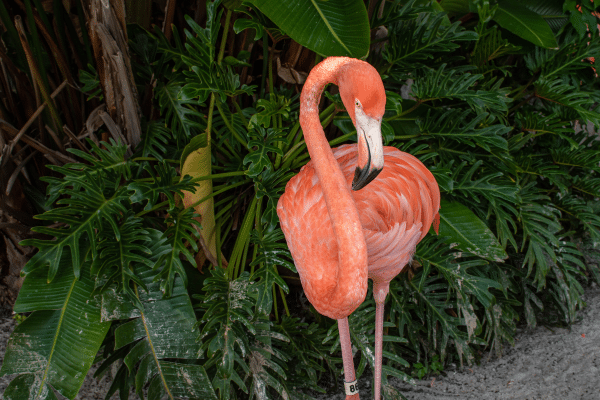 Flamingo