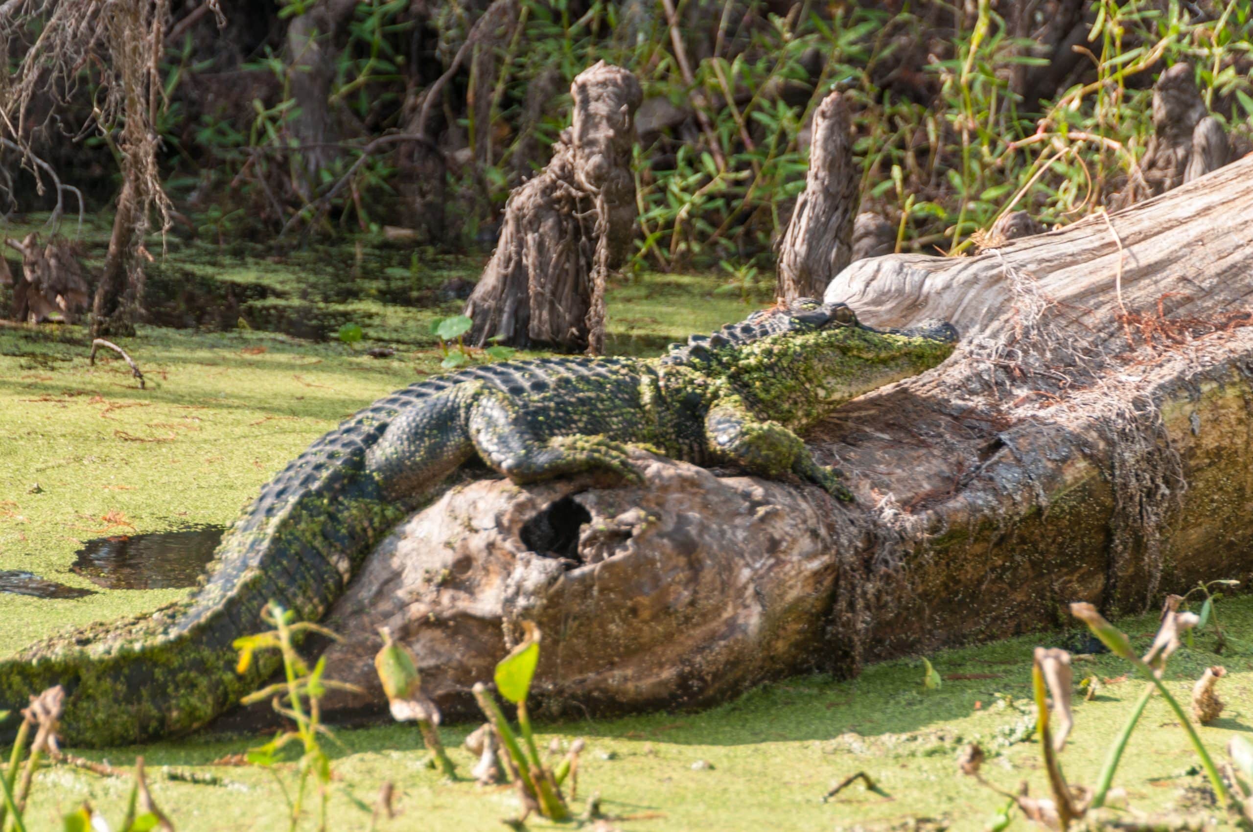 Alligator op boomstam in moeras van Louisiana