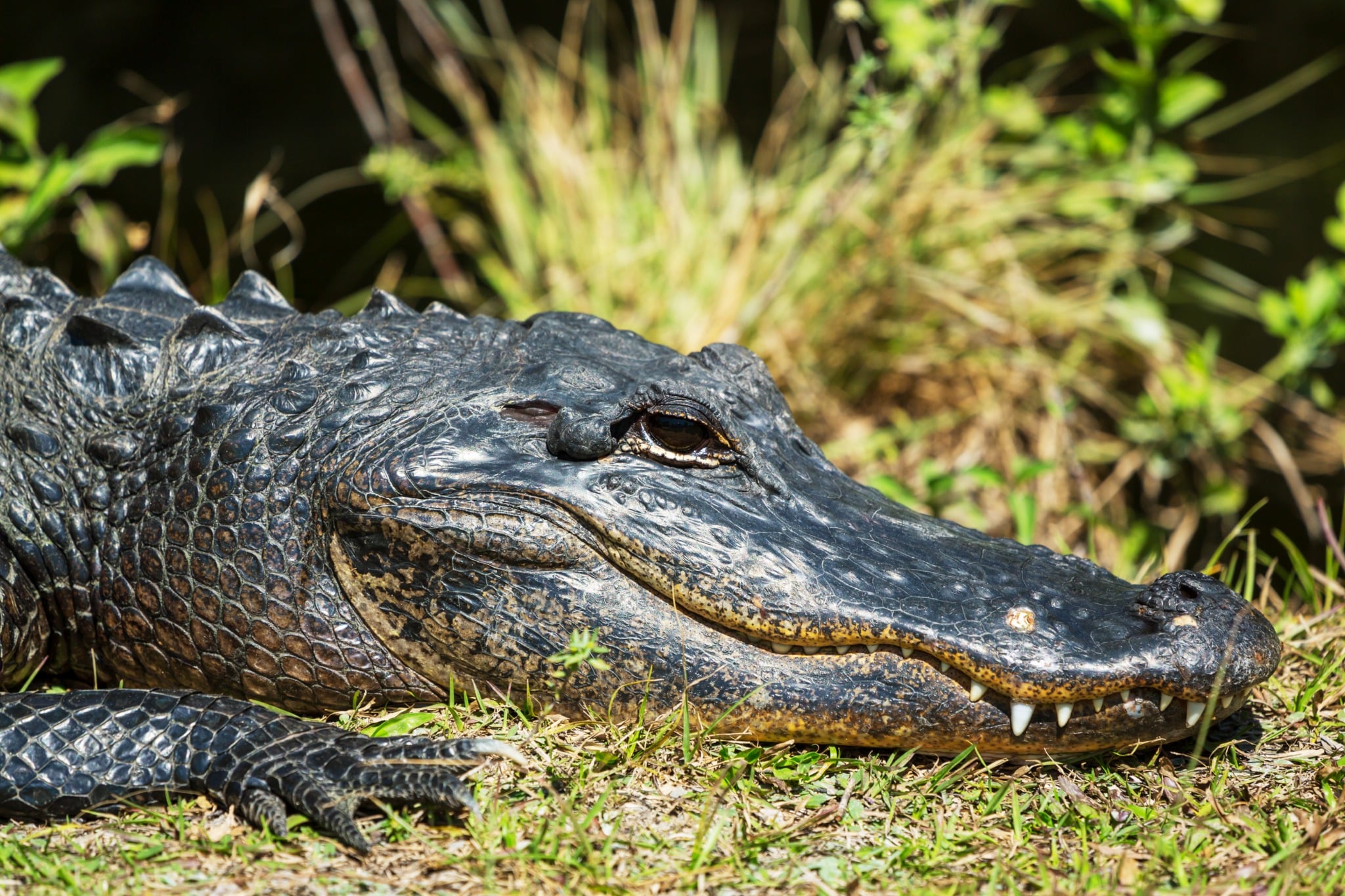 Alligator in Everglades National Park in Florida