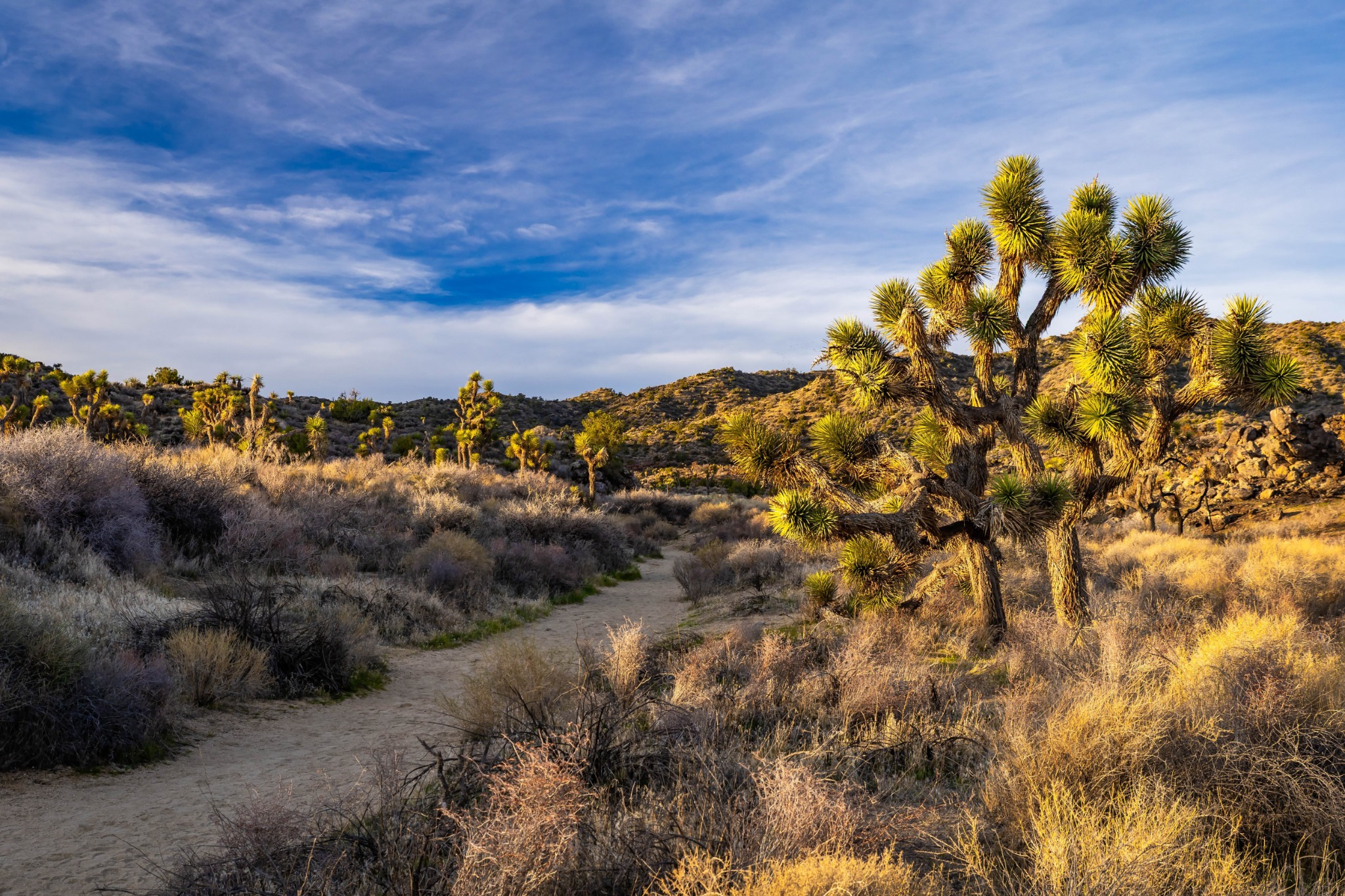 Joshua Tree Californië woestijn bomen