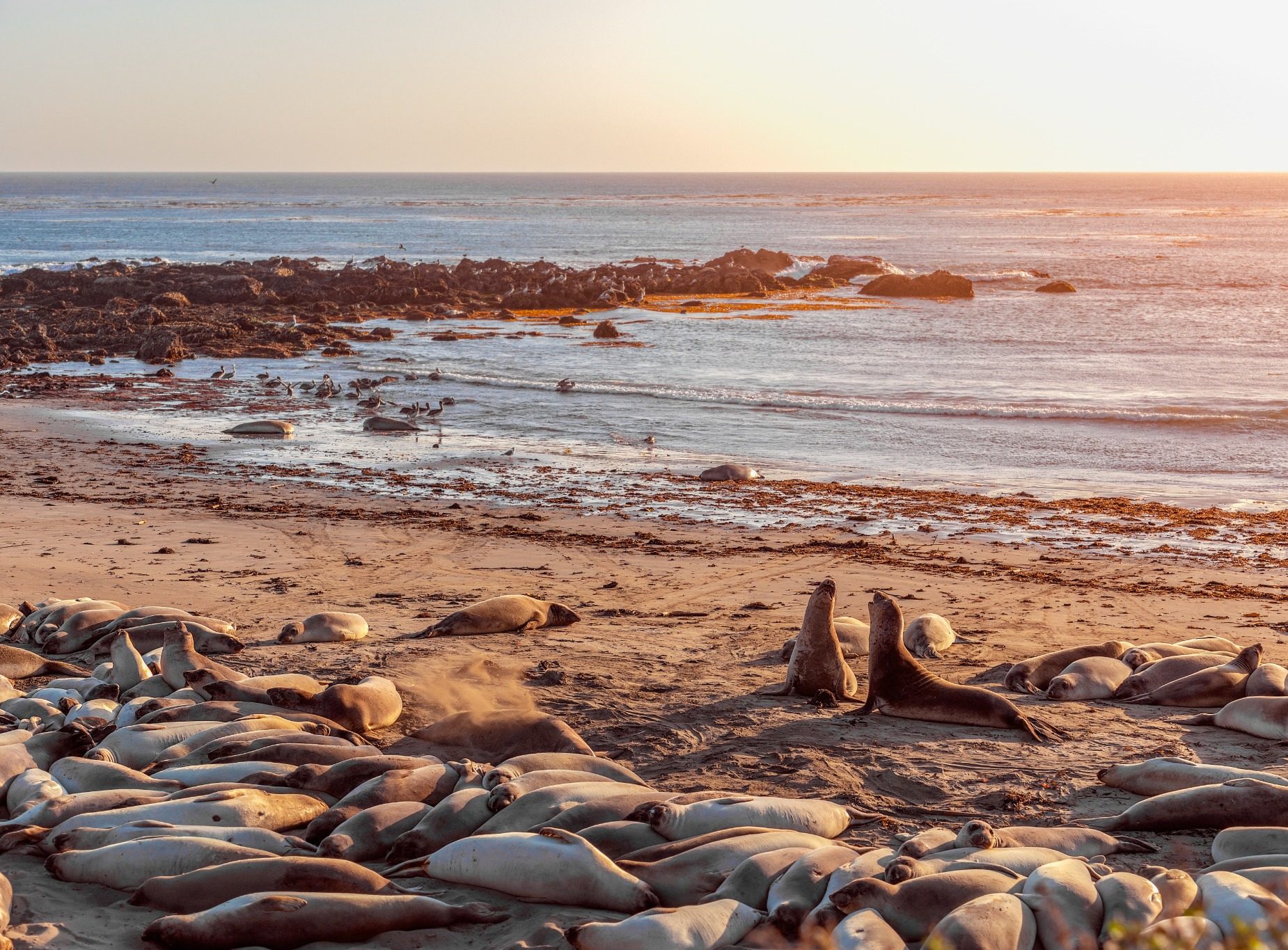 Zeeolifanten op strand bij San Simeon